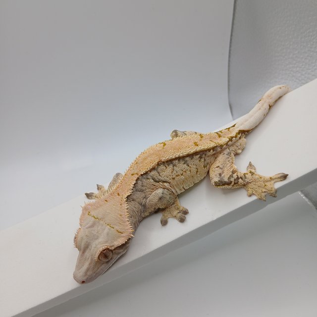 노멀 익스트림할리퀸