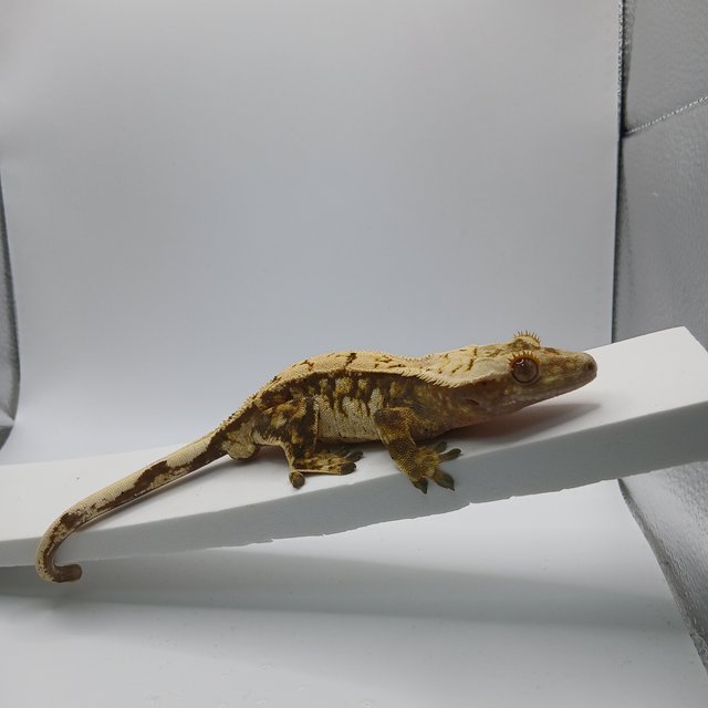 노멀 트라이 익스트림할리퀸