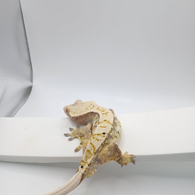 노멀 트라이 익스트림할리퀸