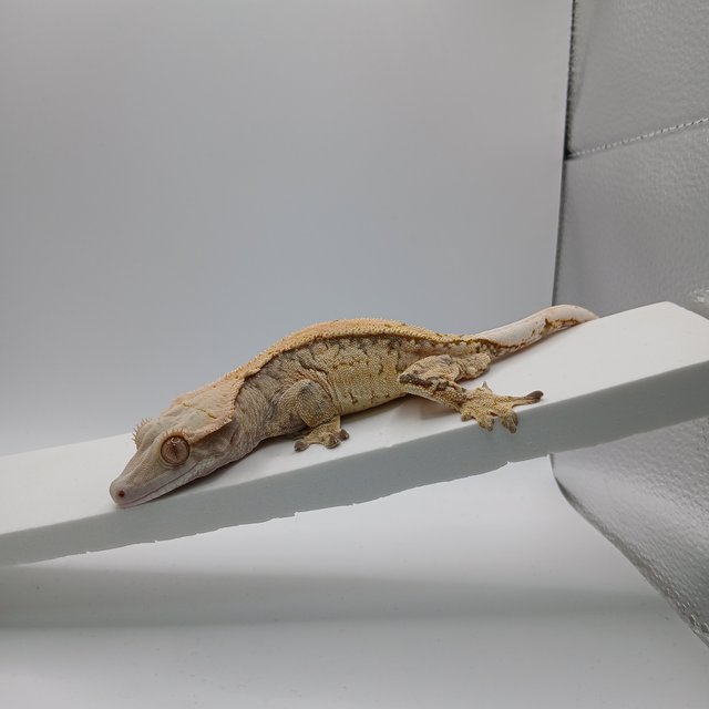 노멀 익스트림할리퀸