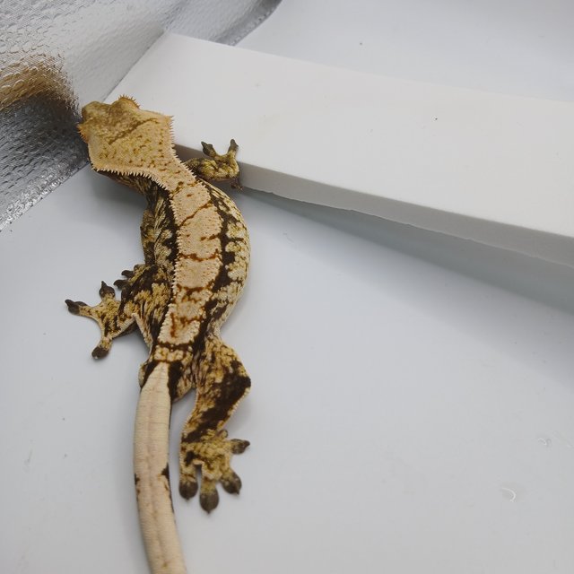 노멀 트라이 익스트림할리퀸