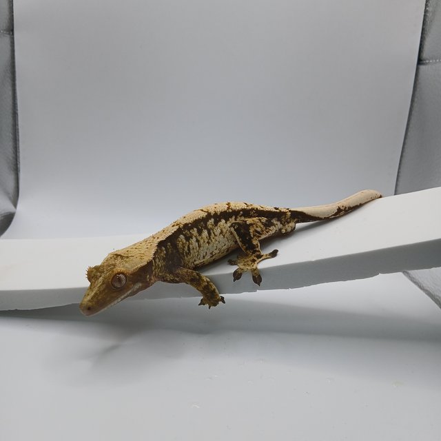 노멀 트라이 익스트림할리퀸