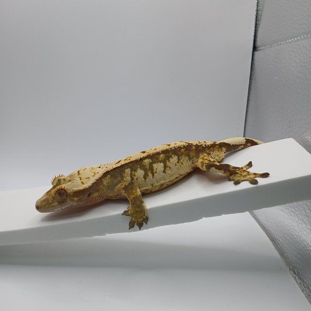 노멀 트라이 익스트림할리퀸