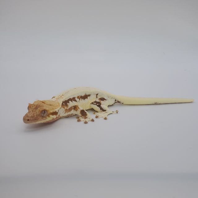 레드 릴리화이트