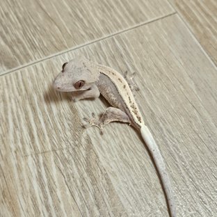 세이블