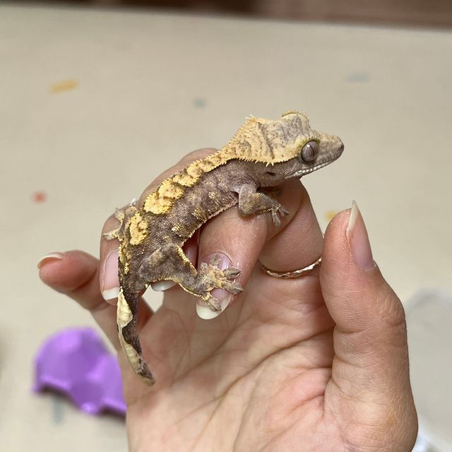 크림