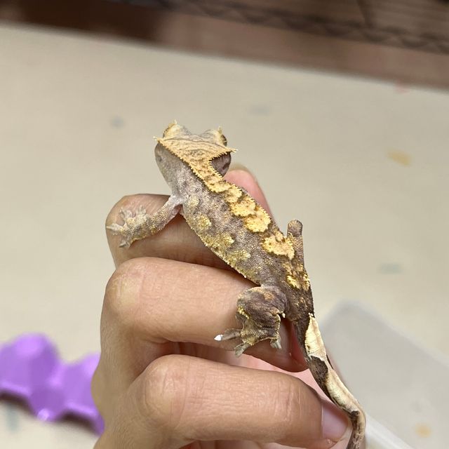 크림