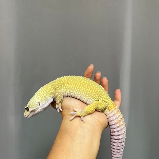 머피 패턴리스