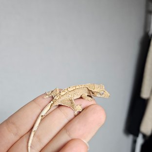 노멀