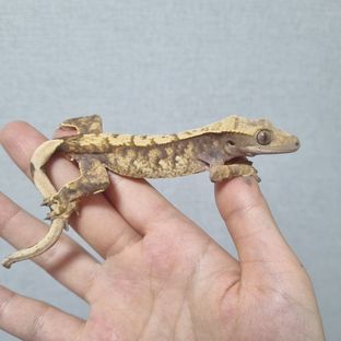 트라이