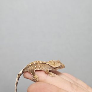 노멀