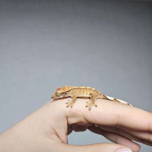 노멀 트라이 익스트림할리퀸