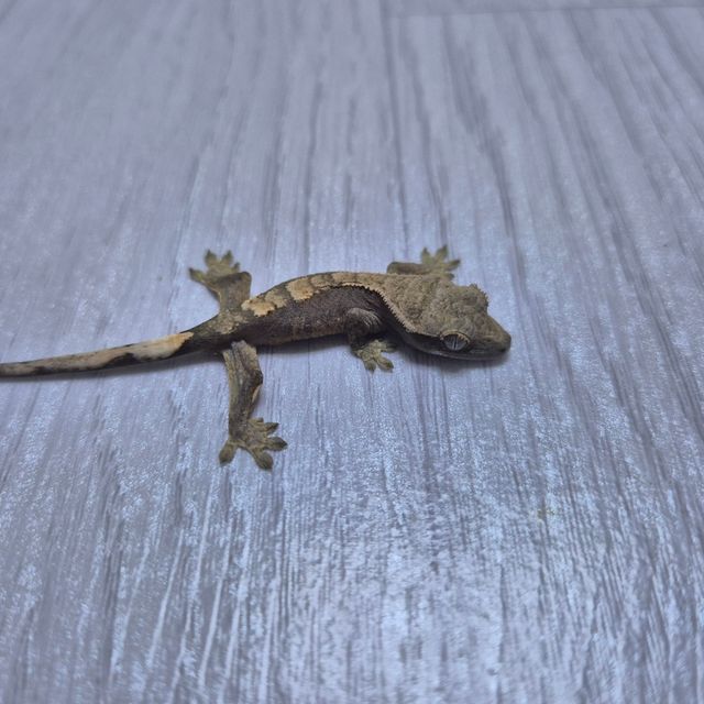 노멀