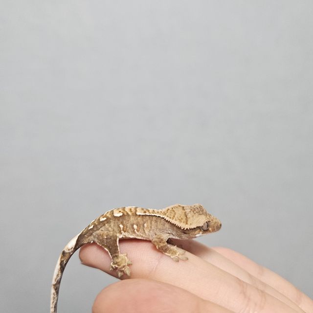 노멀