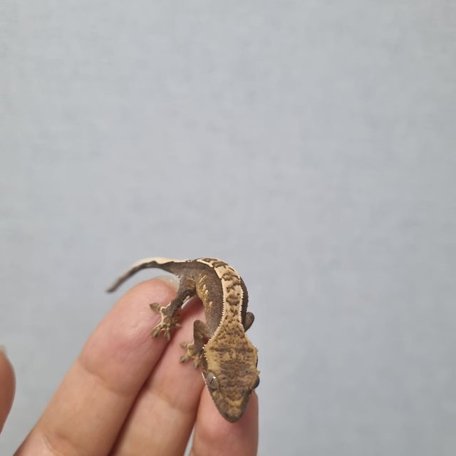 노멀