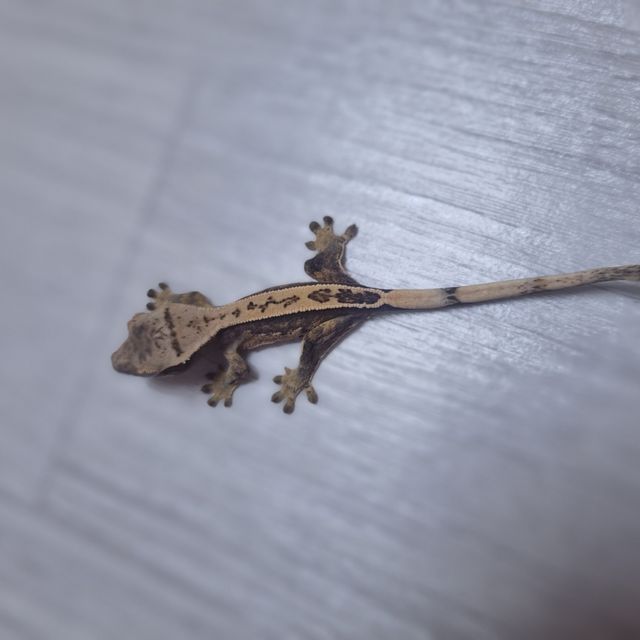 노멀