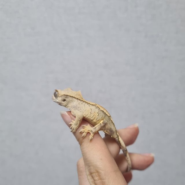 노멀