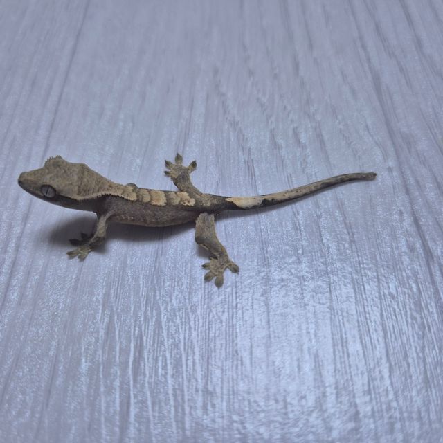 노멀