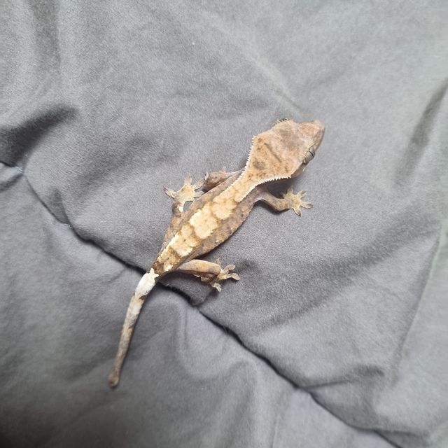 세이블