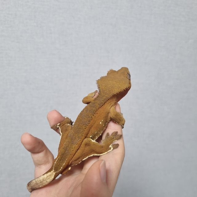 노멀 레드 바이