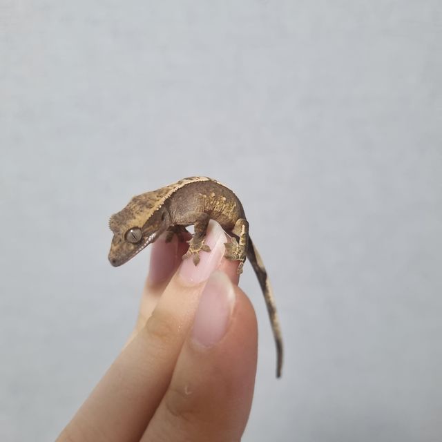 노멀