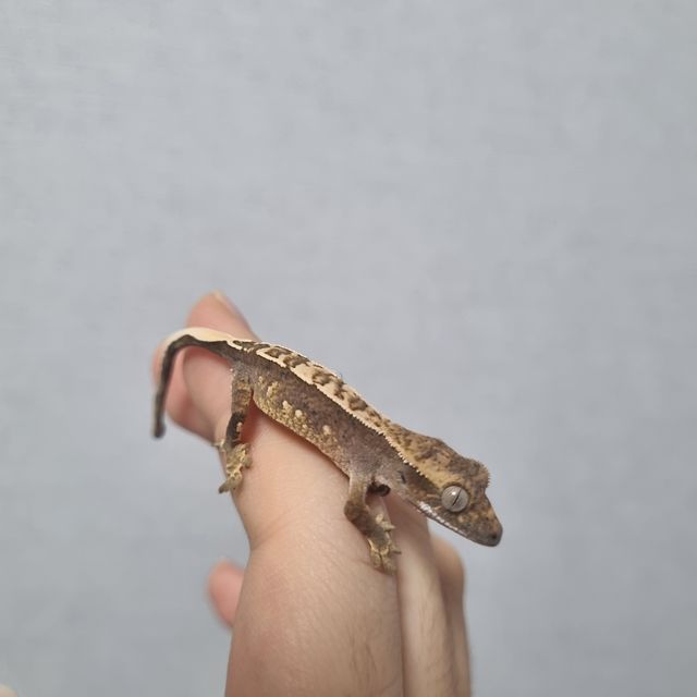 노멀