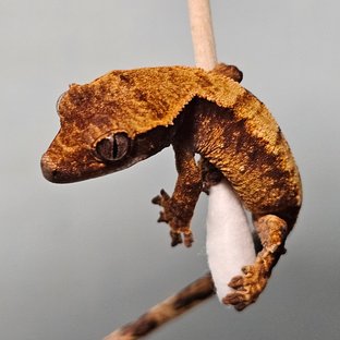 노멀 트라이 화이트스팟 텐저린