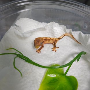 노멀 트라이 화이트스팟