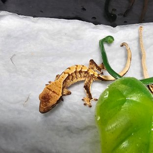 노멀 트라이 화이트스팟 텐저린