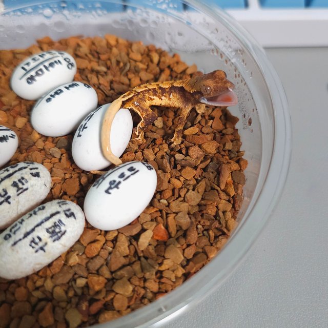 노멀 트라이 텐저린