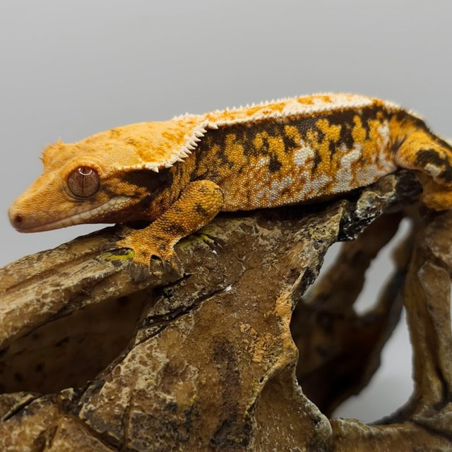 노멀 트라이 텐저린