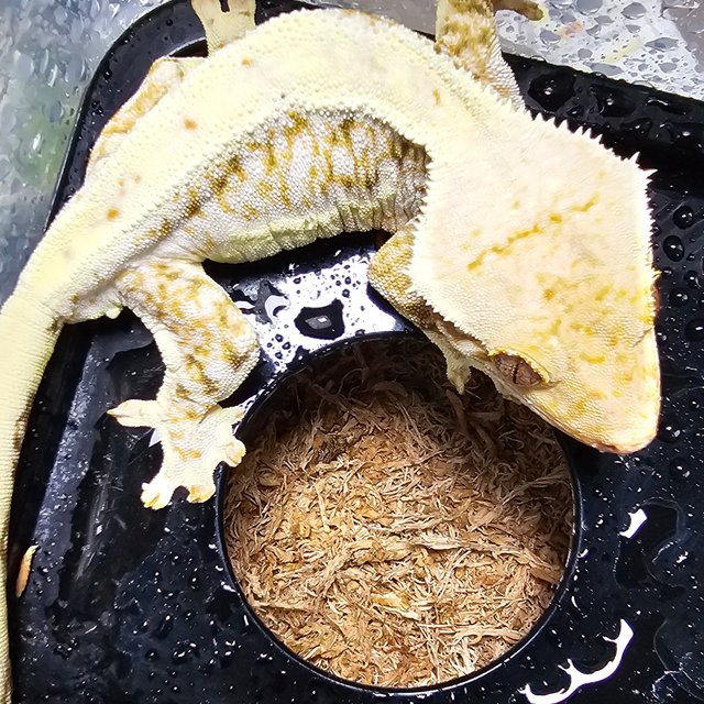 트라이 릴리화이트