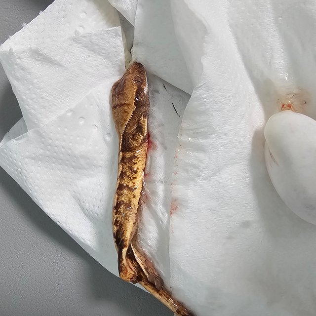 노멀 트라이 화이트스팟 텐저린