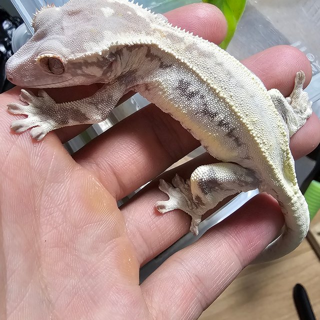 프라푸치노