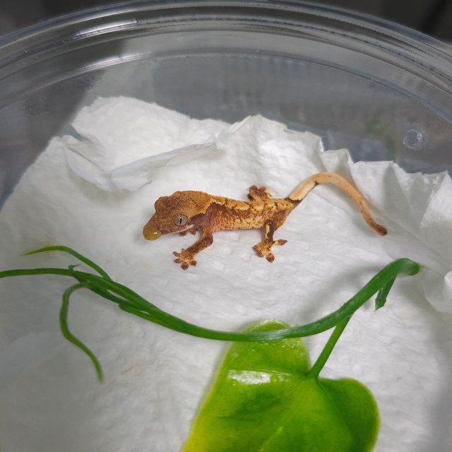 노멀 트라이 화이트스팟