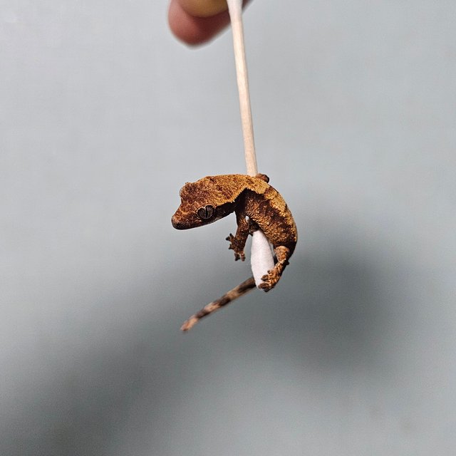 노멀 트라이 화이트스팟 텐저린