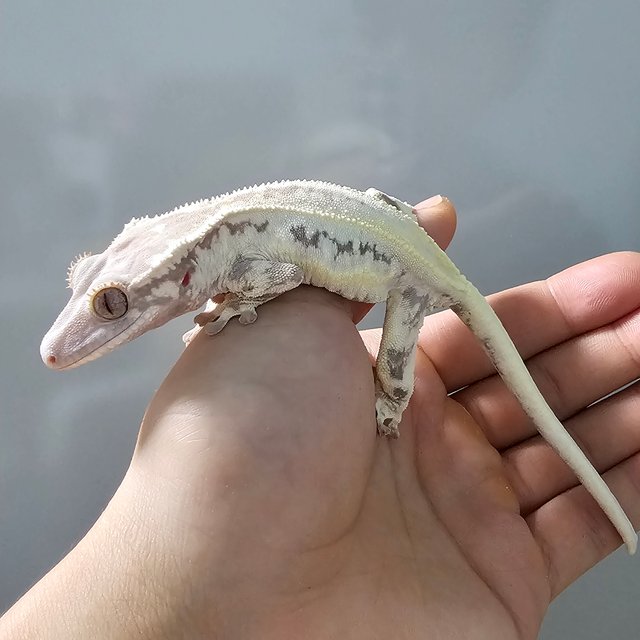 프라푸치노