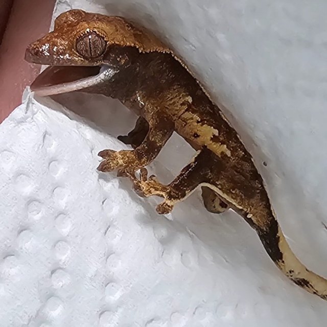 노멀 트라이 텐저린