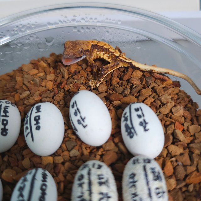 노멀 트라이 텐저린