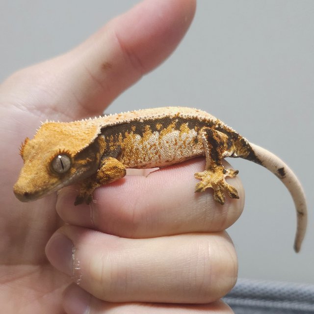 노멀 트라이 텐저린 화이트스팟