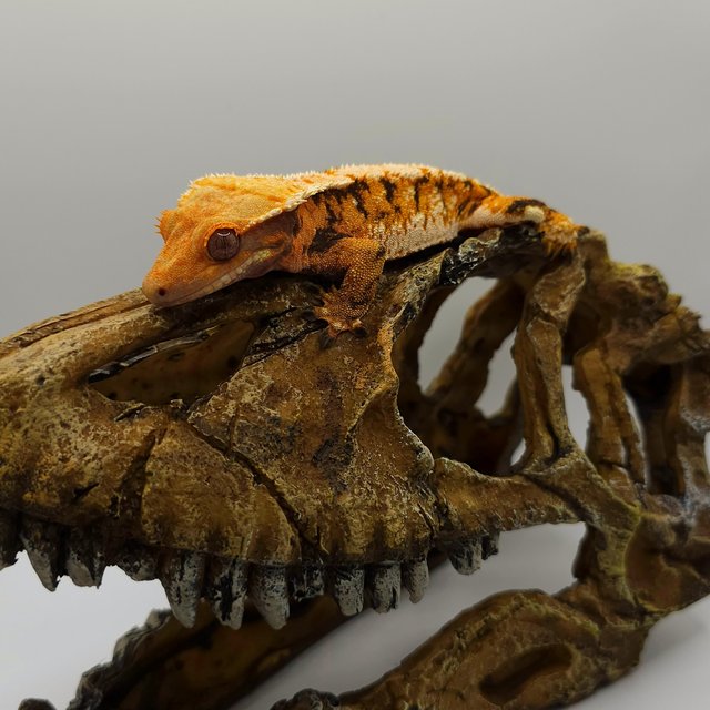 노멀 트라이 텐저린