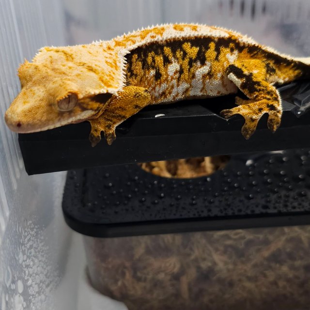 노멀 트라이 텐저린