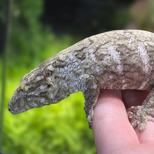 브로쓰 하이 컬러