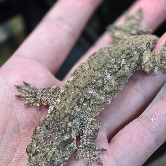 누아미 하이 컬러