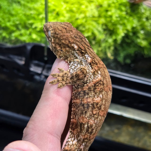 레드바 코기스 프리델