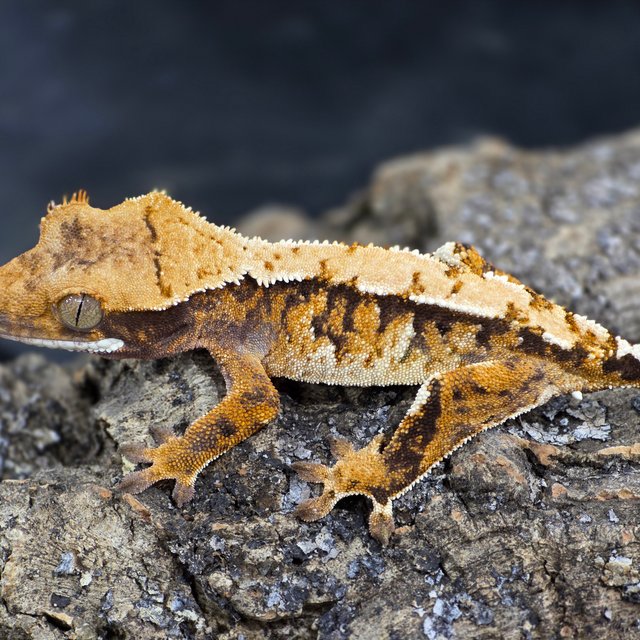 트라이 익스트림할리퀸