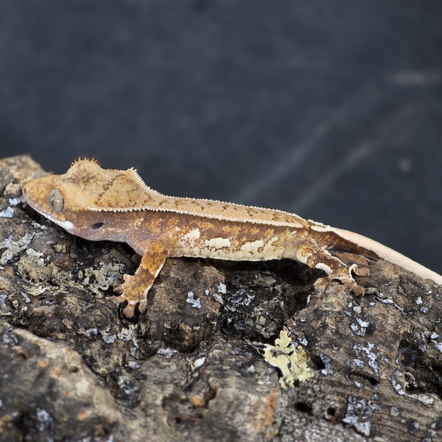 화이트핀 화이트크라운 쿼드 트라이 크림