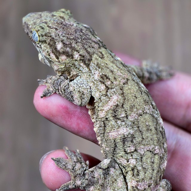 누아미 하이 컬러