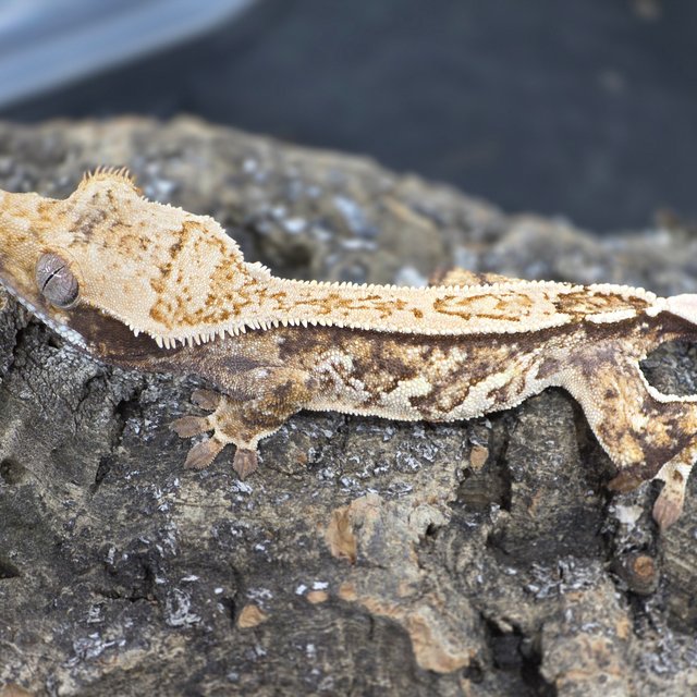 트라이 익스트림할리퀸 옐로우