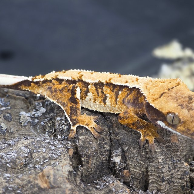 트라이 익스트림할리퀸